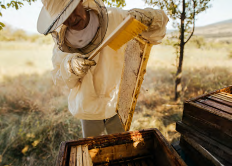 Norevo Honey Brochure EN.bmp