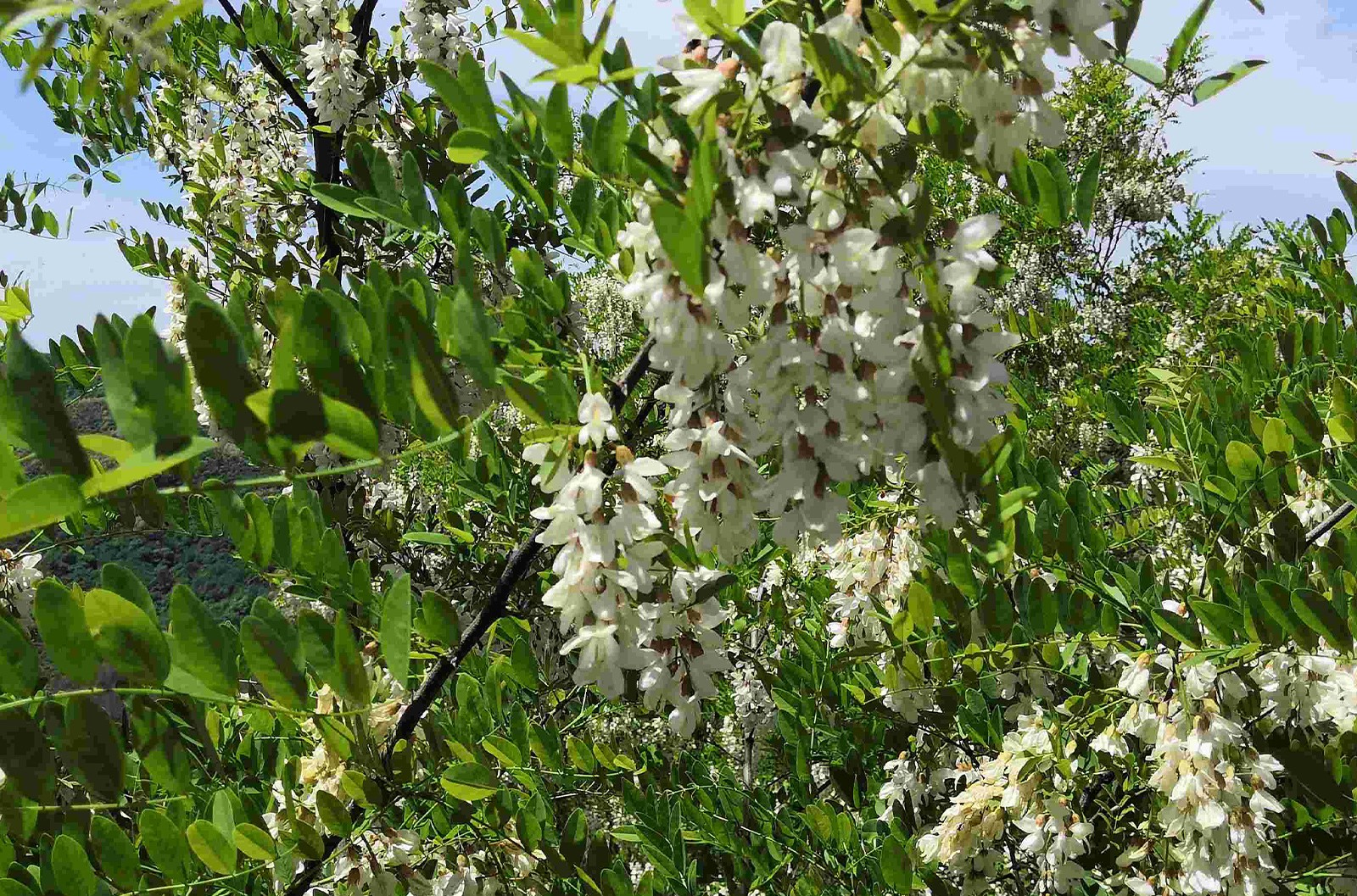 又是洋槐飘香时： 2022年度洋槐蜂蜜产情汇总