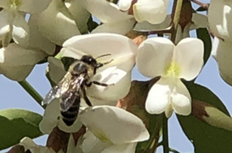 上等好蜜正当时——洋槐蜜（Acacia Honey）