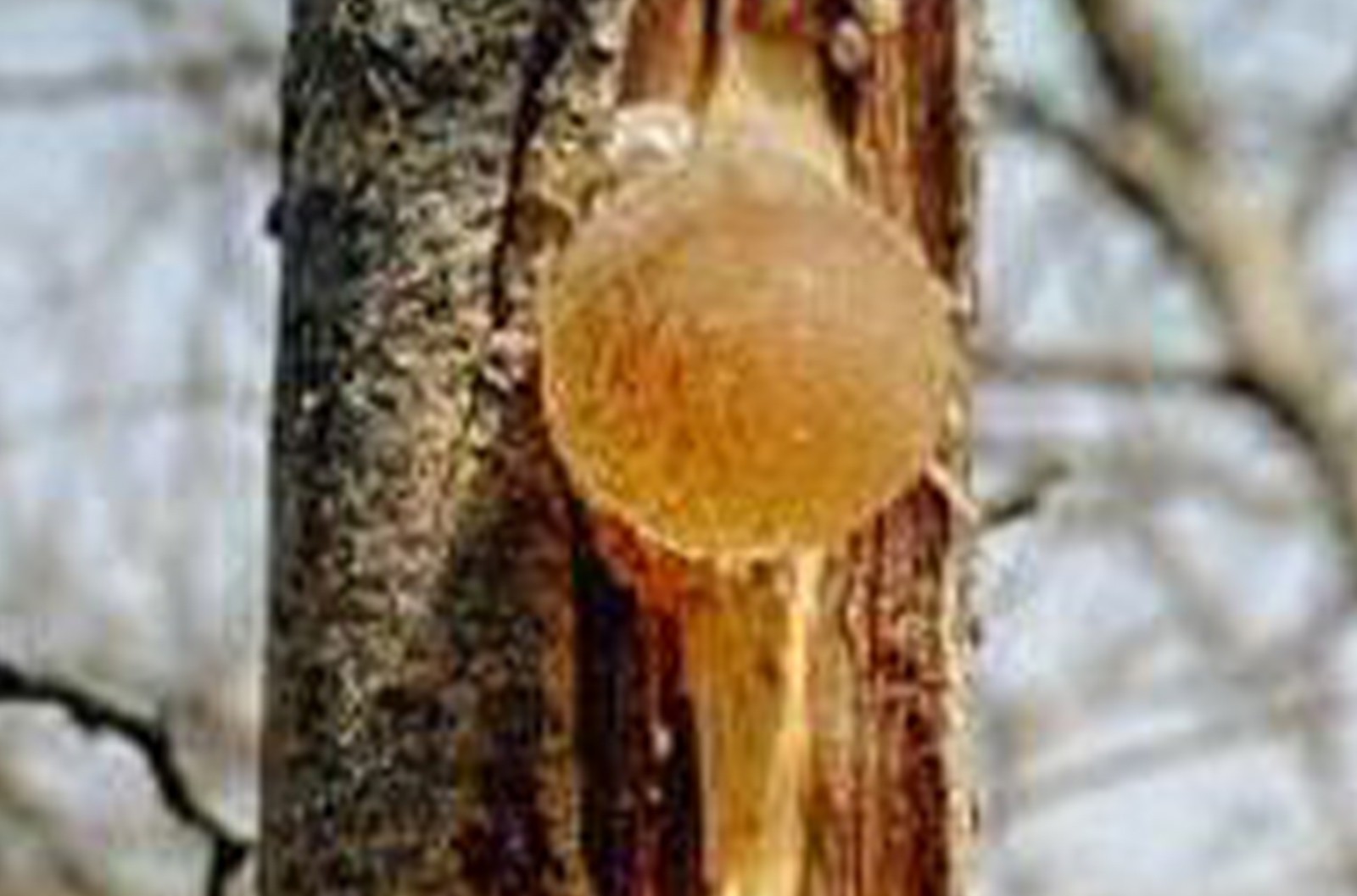 阿拉伯胶( ACACIA GUM) 糖果巧克力生产中典型的低卡路里原料之一